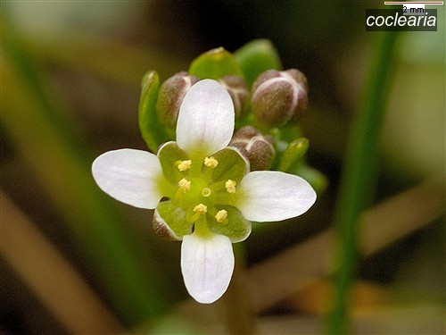 coclearia3 cochlearia danica coclearia3 cochlearia danica