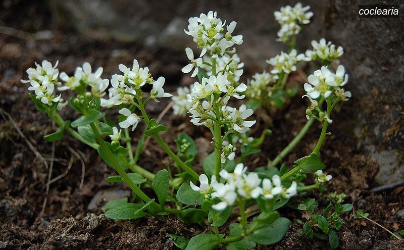coclearia4 cochlearia tatrae coclearia4 cochlearia tatrae