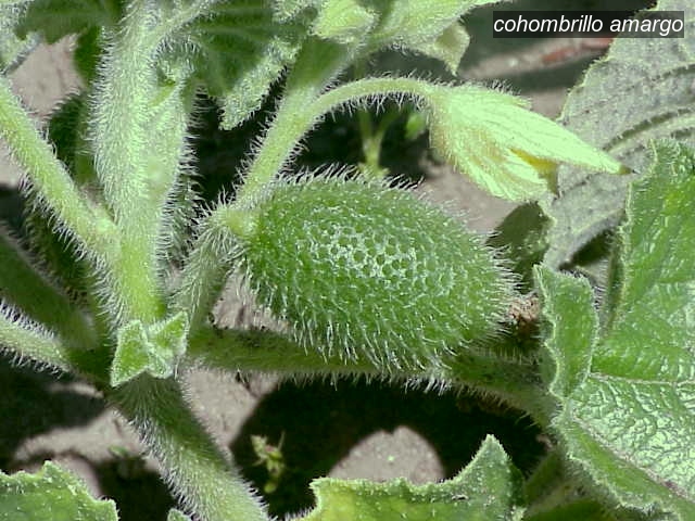 cohombrillo amargo1