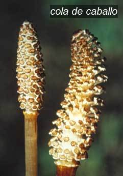 cola de caballo1