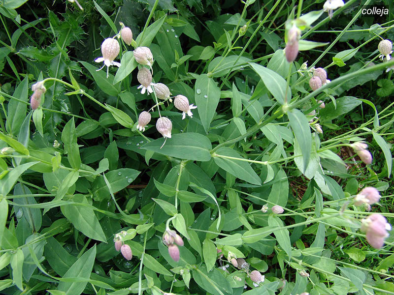 colleja vulgaris2