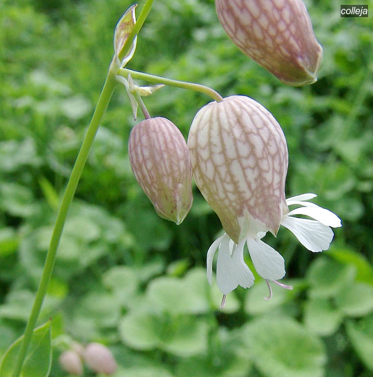 colleja vulgaris4
