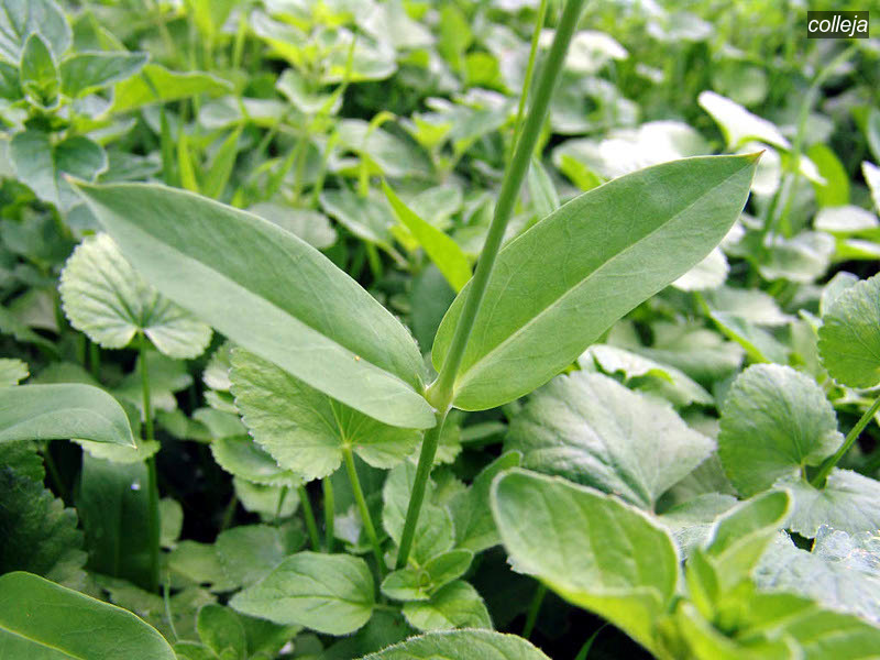 colleja vulgaris6