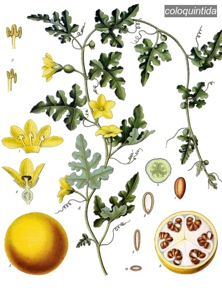 coloquintida1