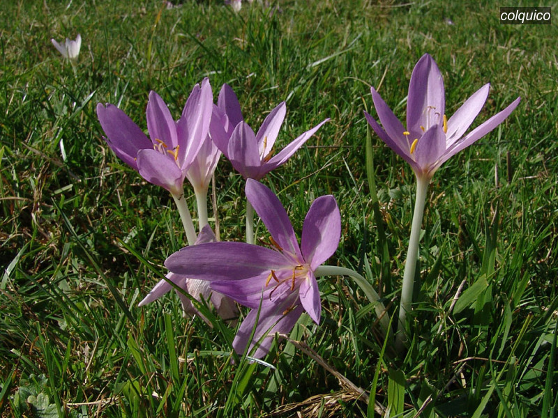 colquico colchicum autumnale herfsttijloos 05261 colquico colchicum autumnale herfsttijloos 05261
