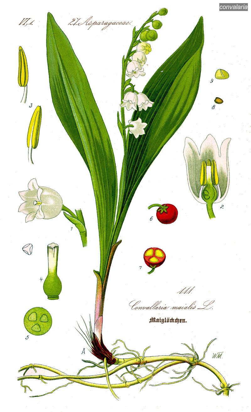 convalaria0