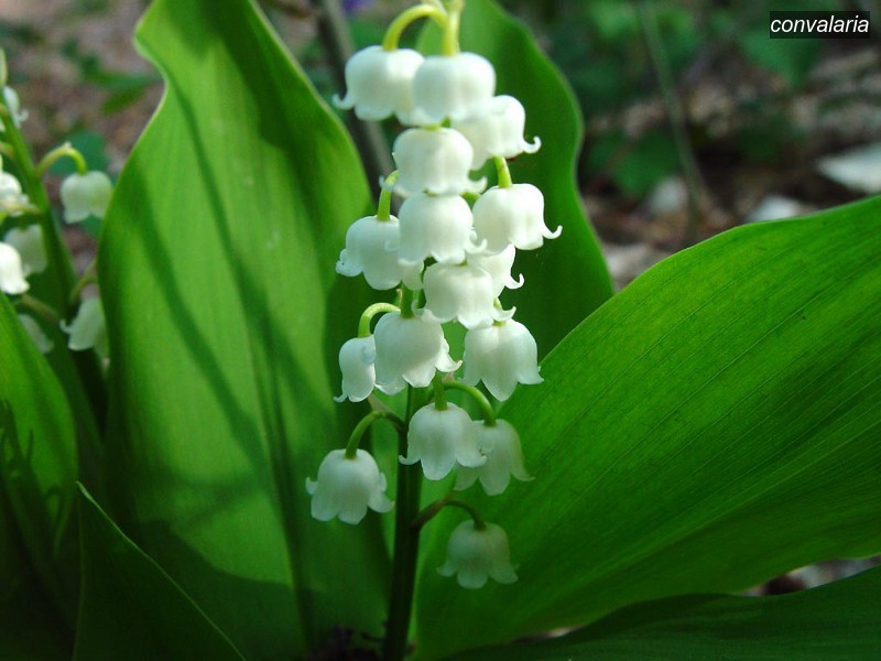 convalaria1