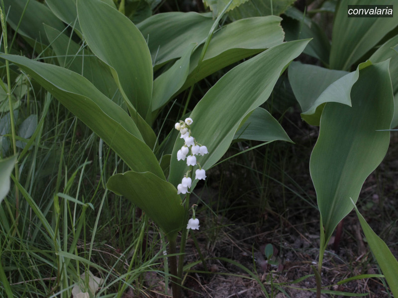 convalaria convallaria majalis 5089