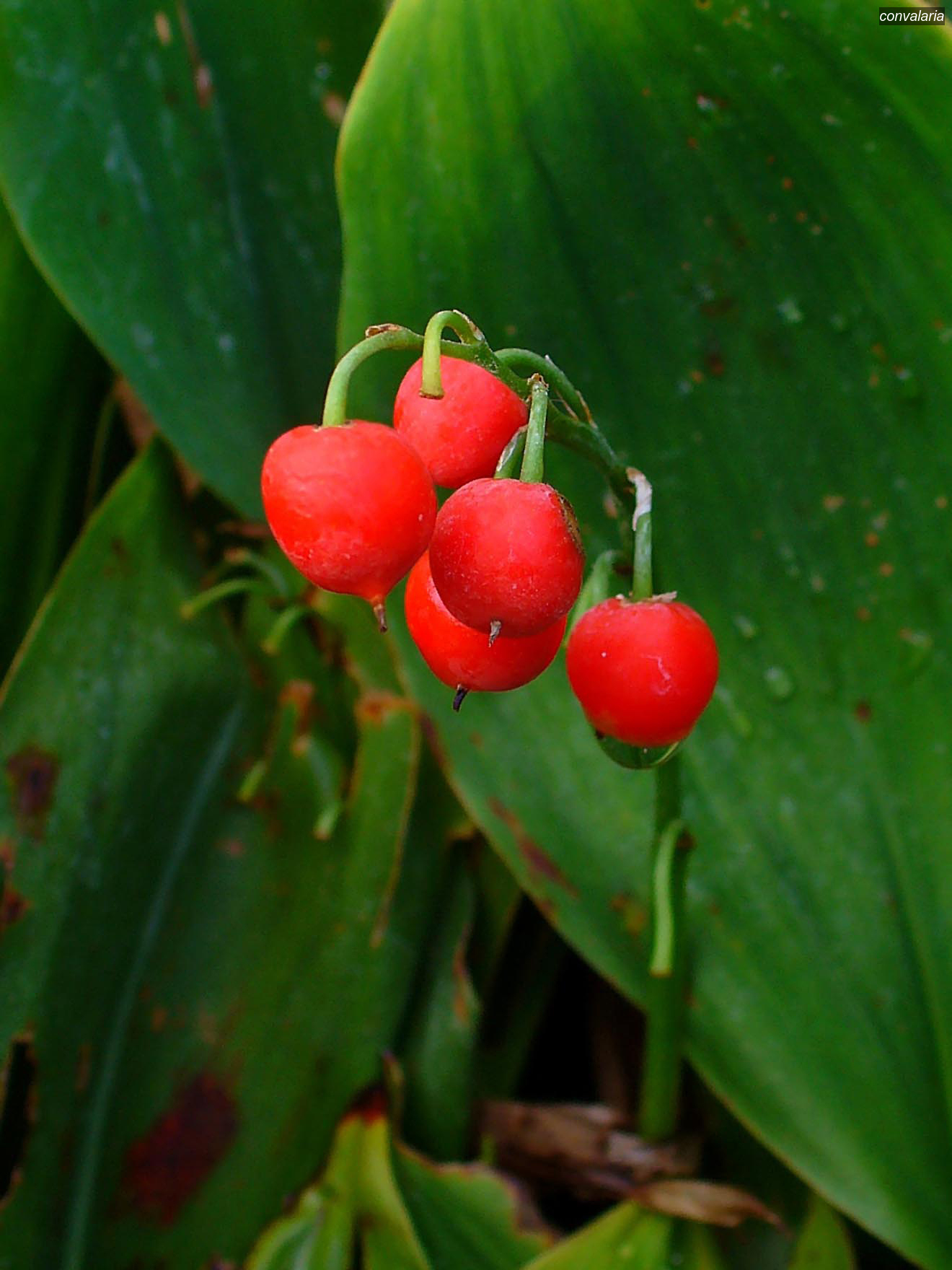 convalaria convallaria majalis 5092