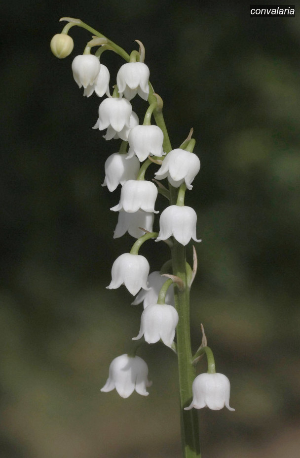 convalaria convallaria majalis 5099