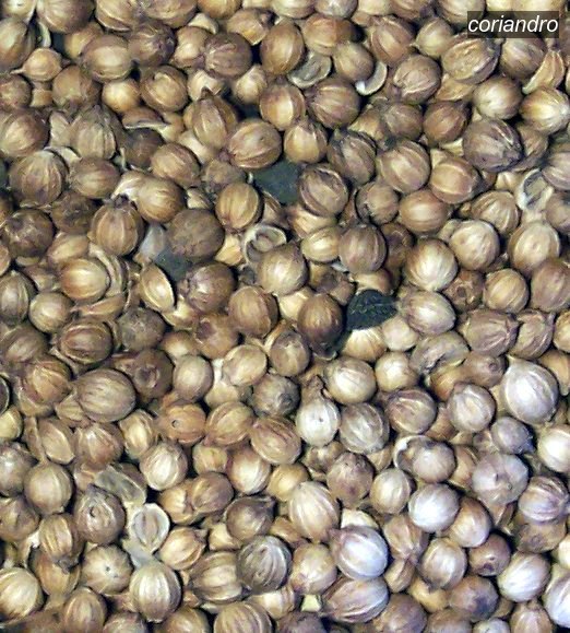 coriandro3