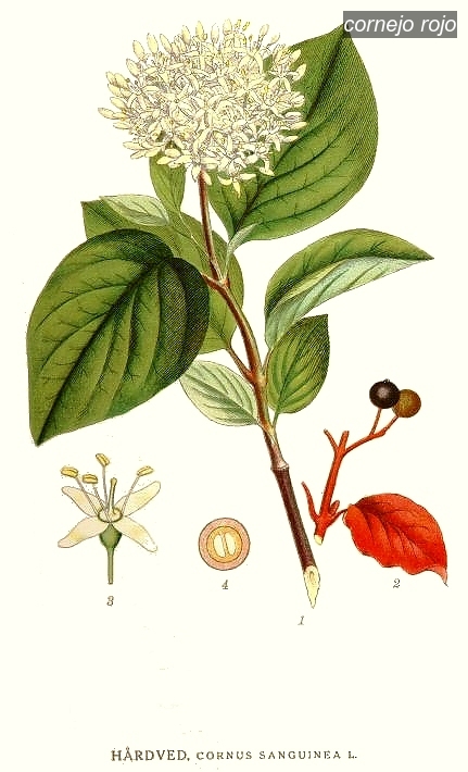 cornejo rojo0