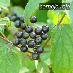 cornejo rojo1