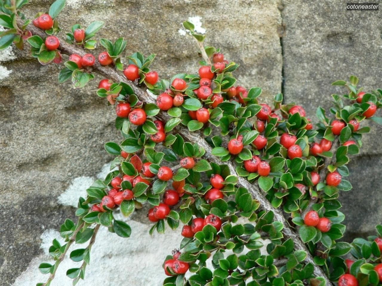 Cotoneaster0 Cotoneaster0