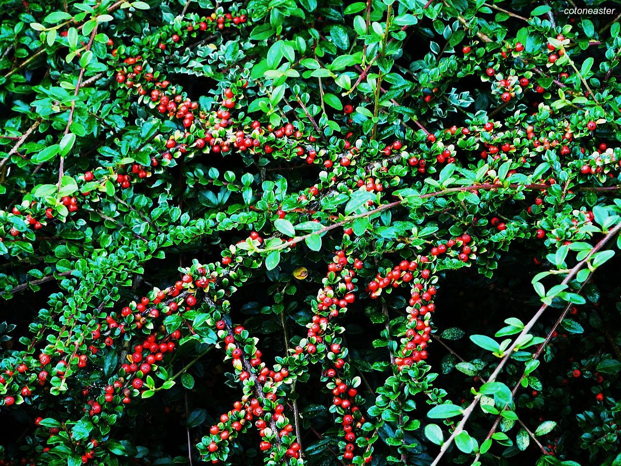 Cotoneaster2 Cotoneaster2