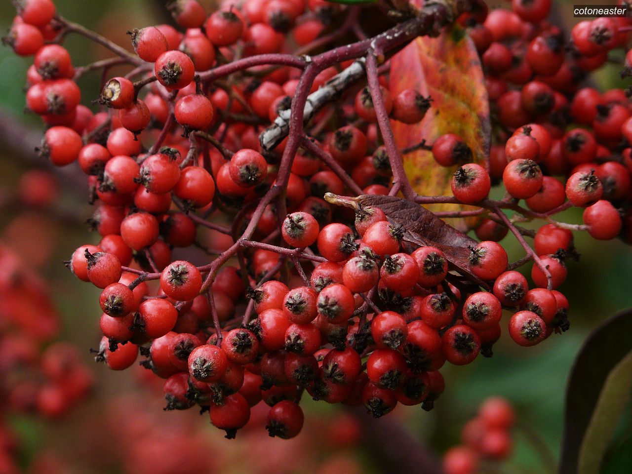 Cotoneaster3 Cotoneaster3