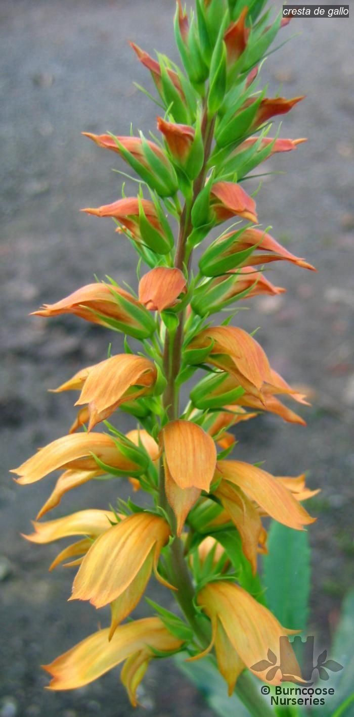 cresta de gallo1