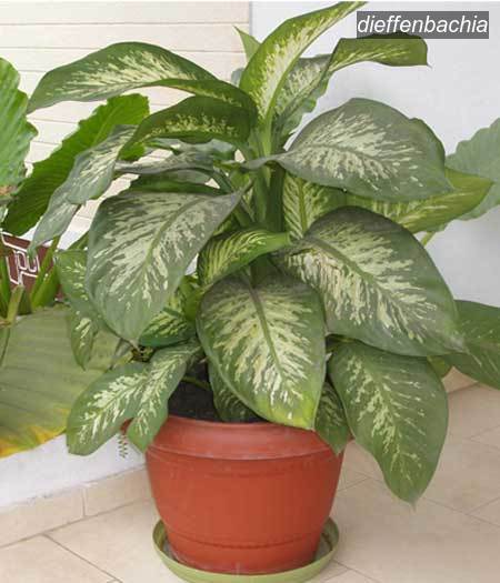 dieffenbachia0
