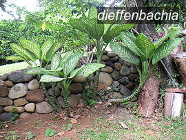 dieffenbachia1