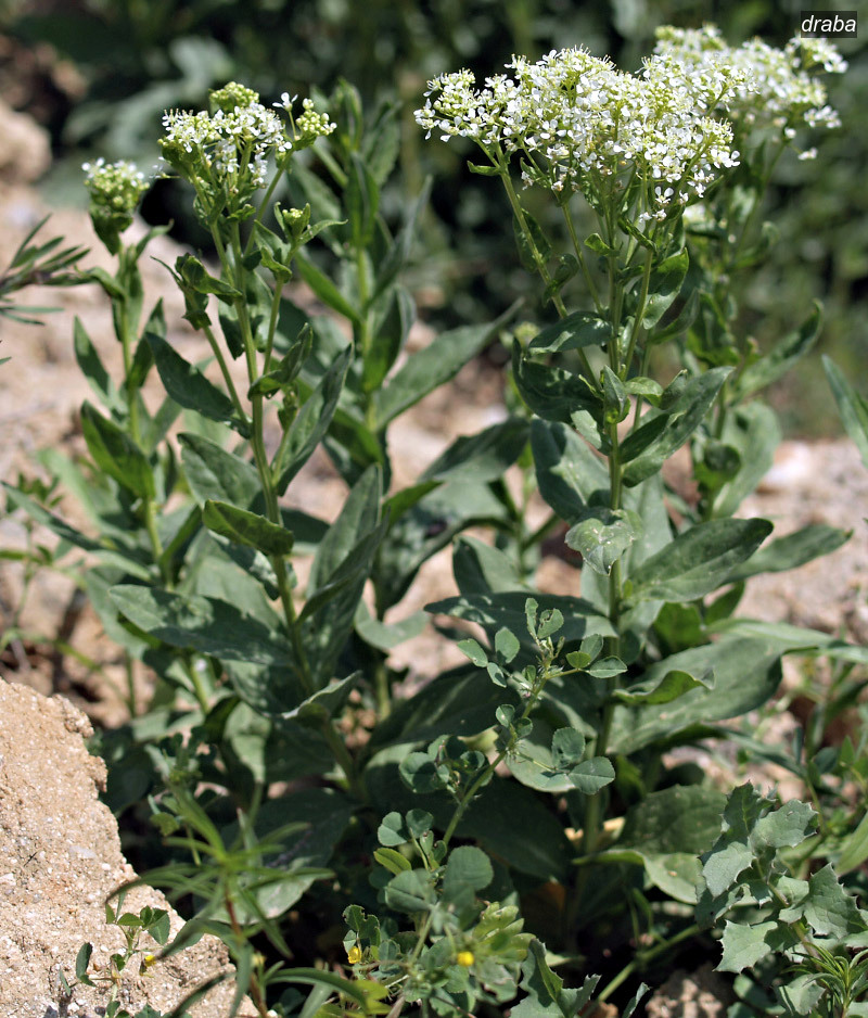 draba0 draba0