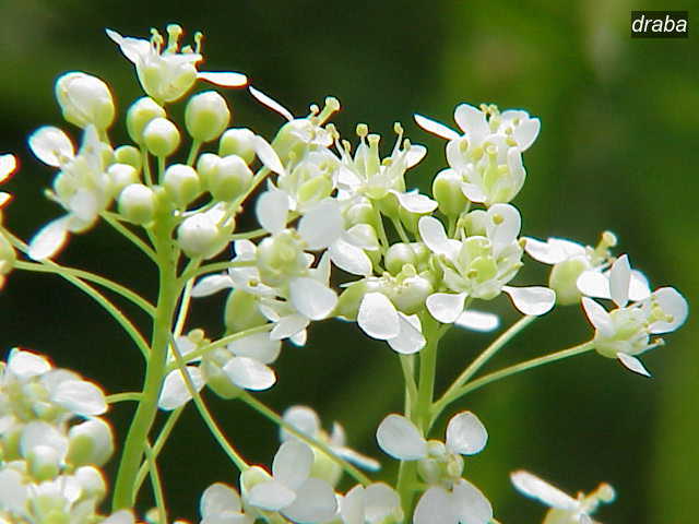 draba1 draba1