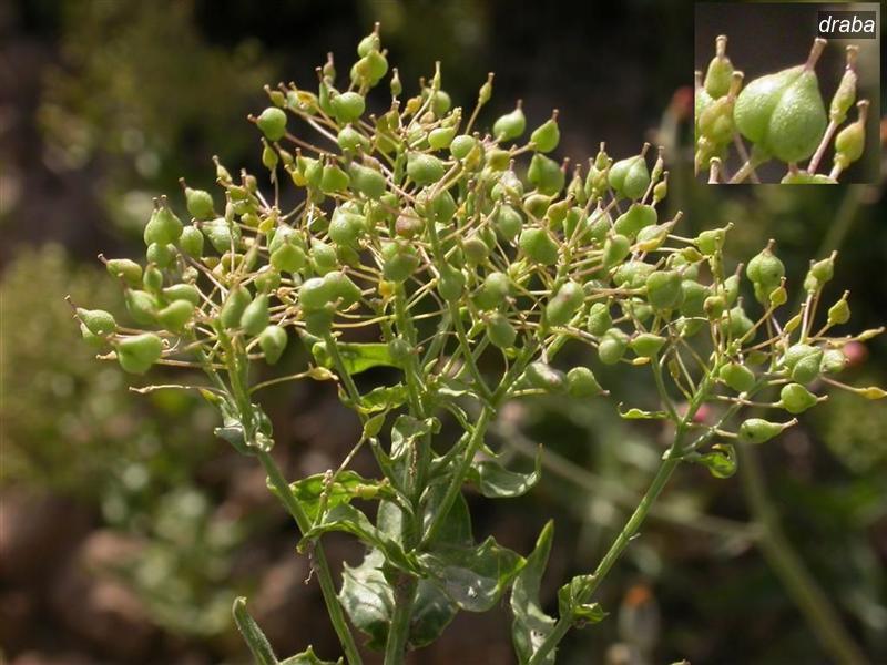 draba3 draba3