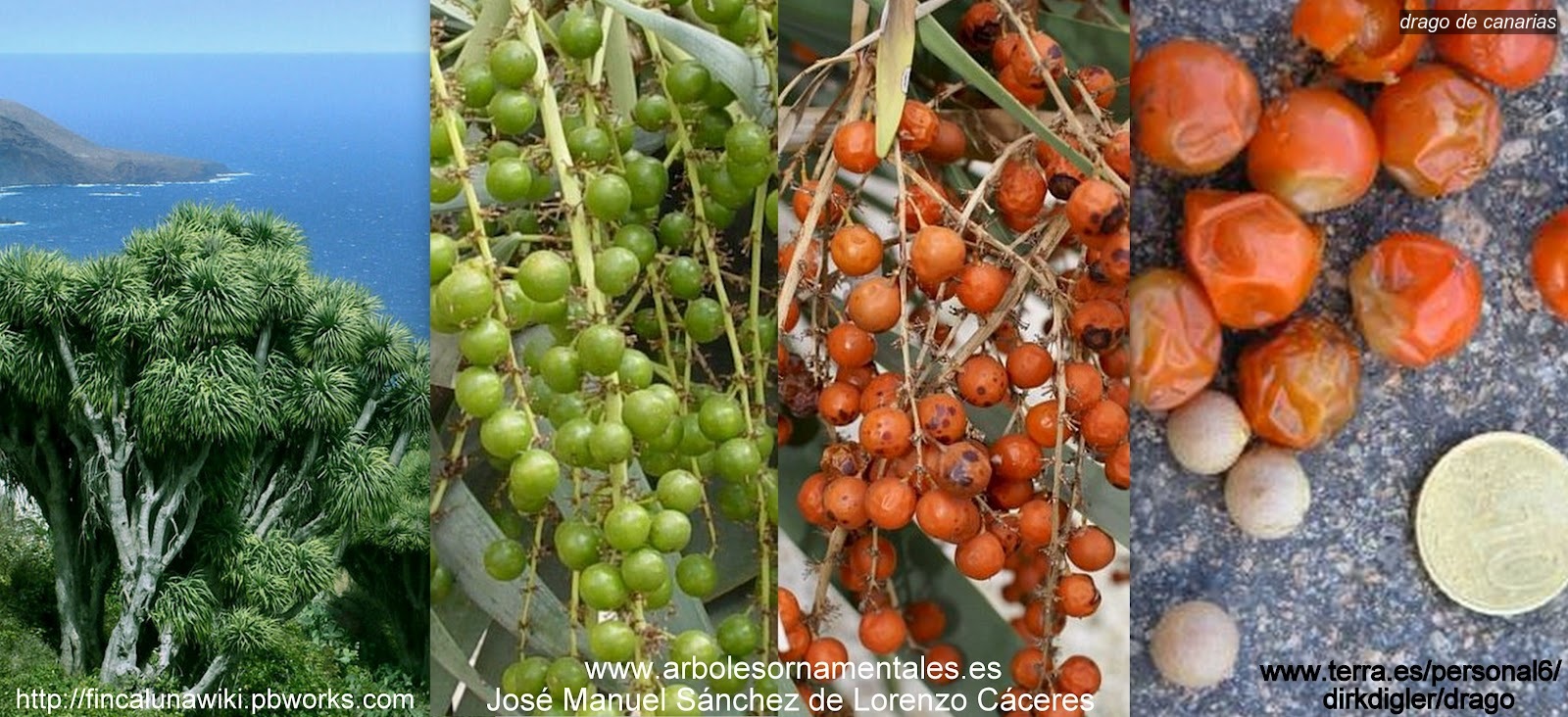 Drago de Canarias Dracaena draco Drago de Canarias Dracaena draco