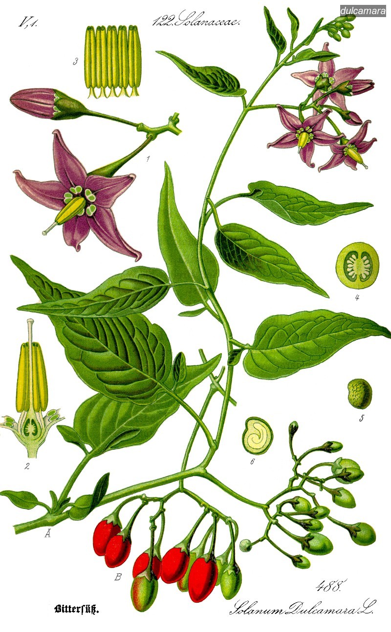 dulcamara2 dulcamara2