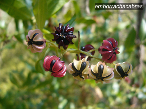 emborrachacabras0