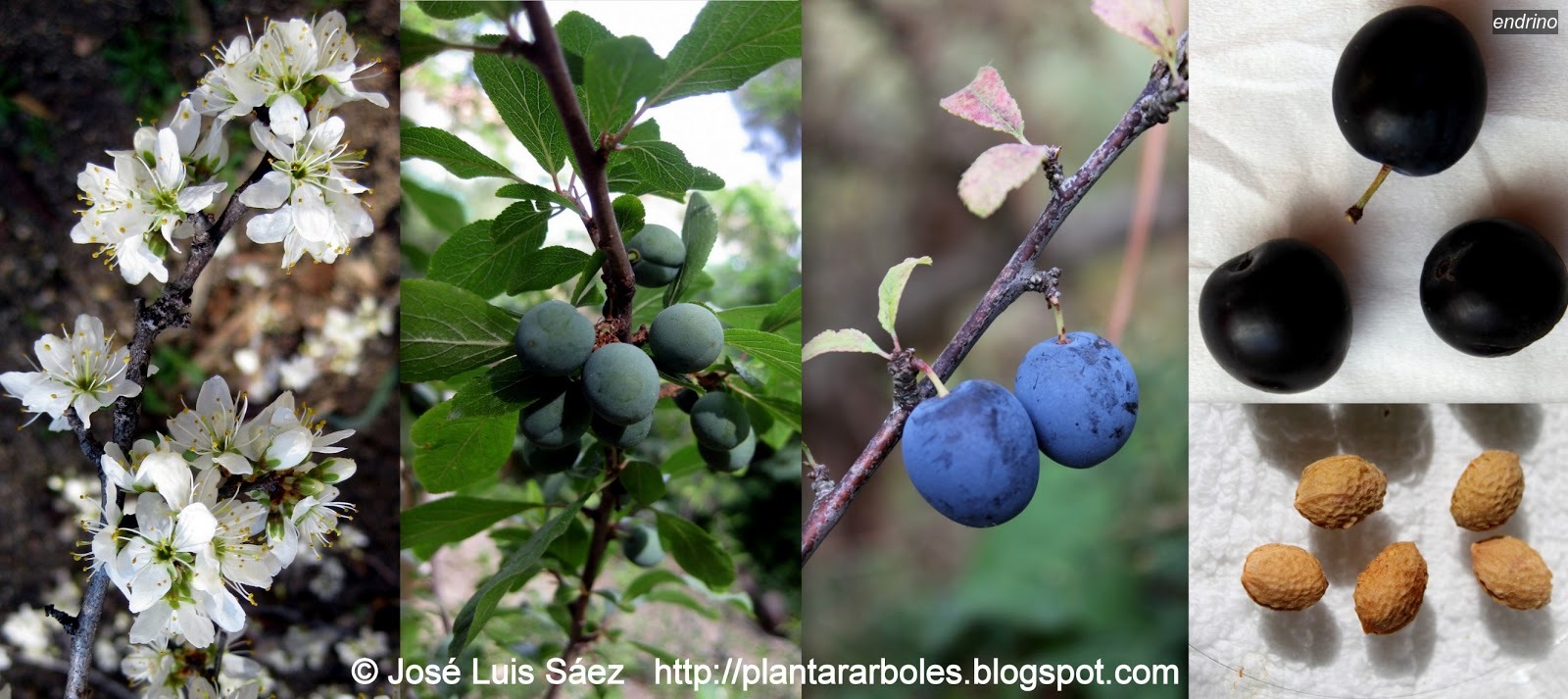 endrino prunus spinosa