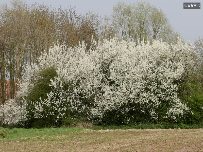endrino prunus spinosa 1773