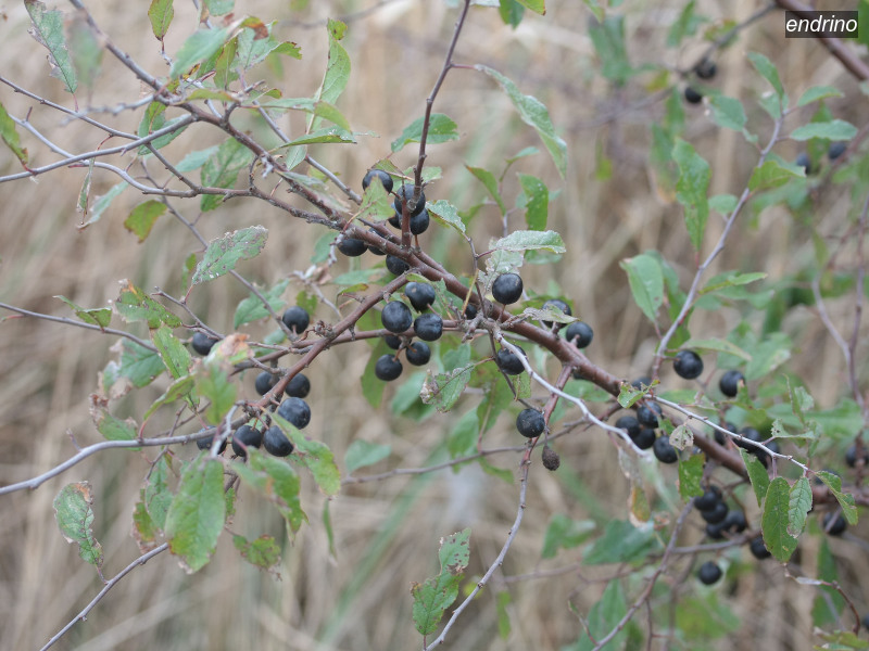 endrino prunus spinosa 4948
