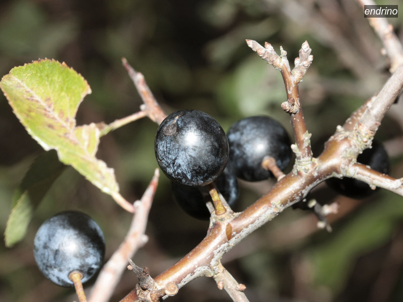 endrino prunus spinosa 4952