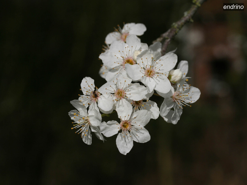 endrino prunus spinosa 6091