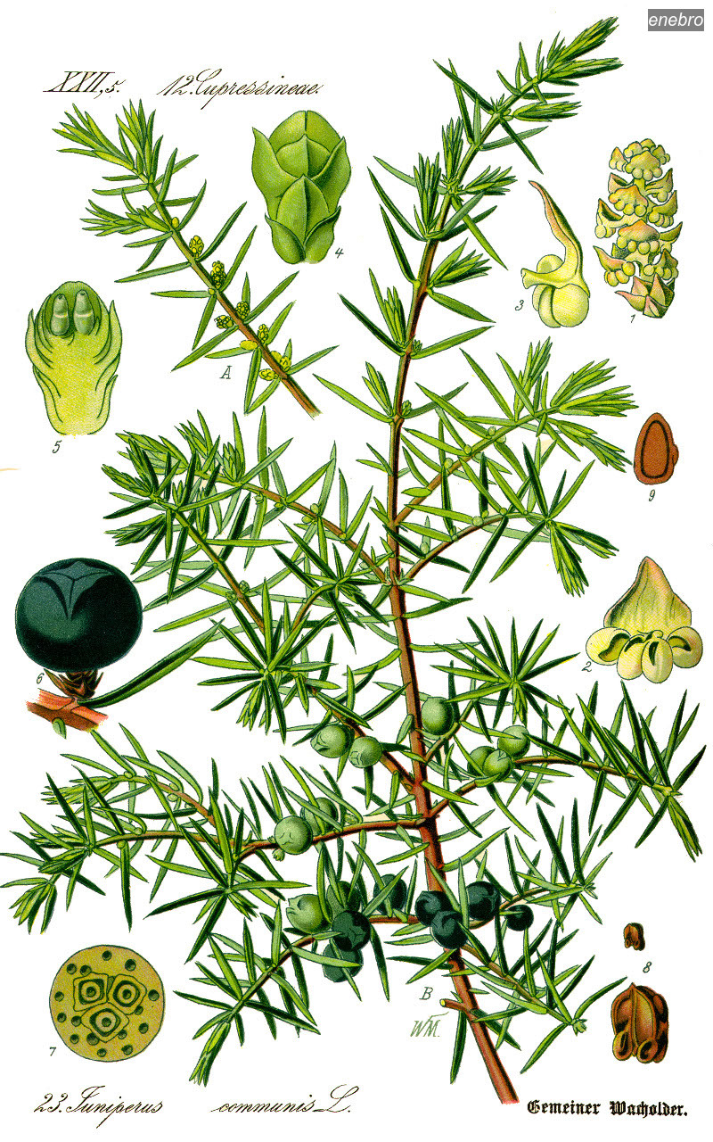 enebro0