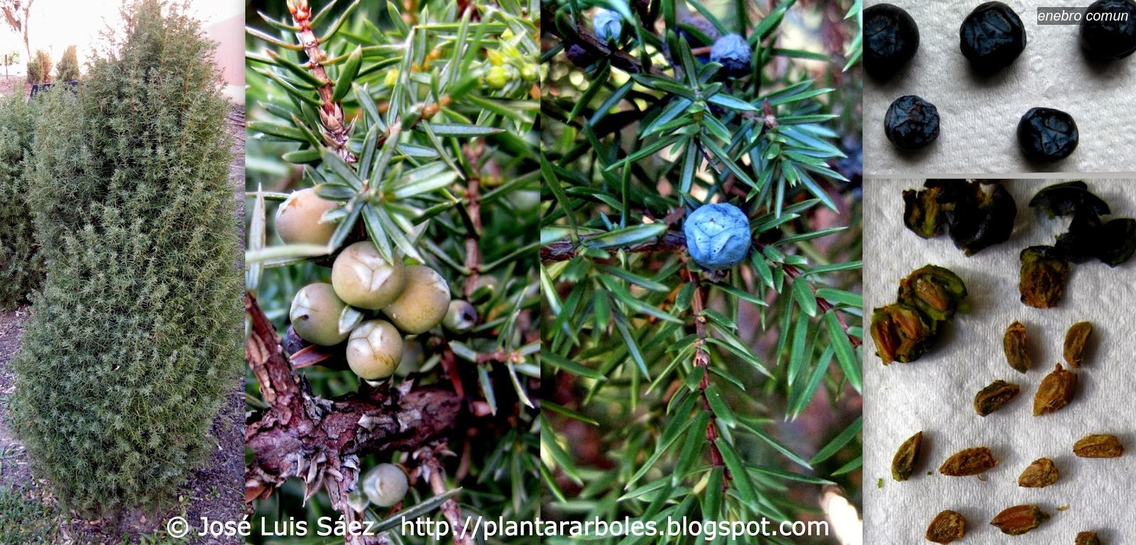 Enebro comun Juniperus communis