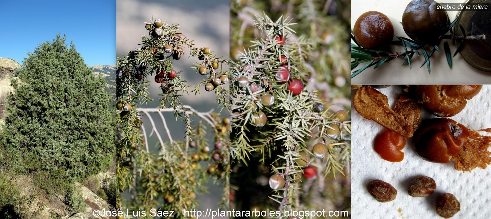 Enebro de la miera Juniperus oxycedrus