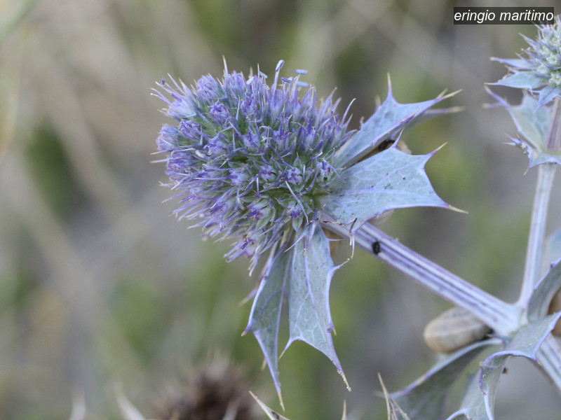 eringio maritimo eryngium maritimum 3043 eringio maritimo eryngium maritimum 3043
