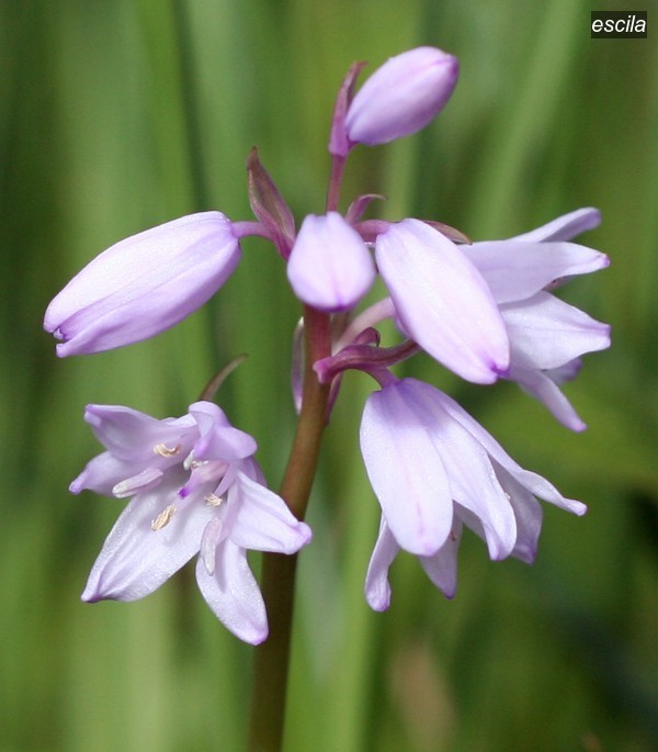 escila3