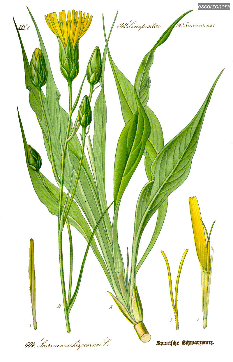 escorzonera2