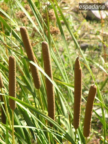 espadana typha domingensis0 espadana typha domingensis0