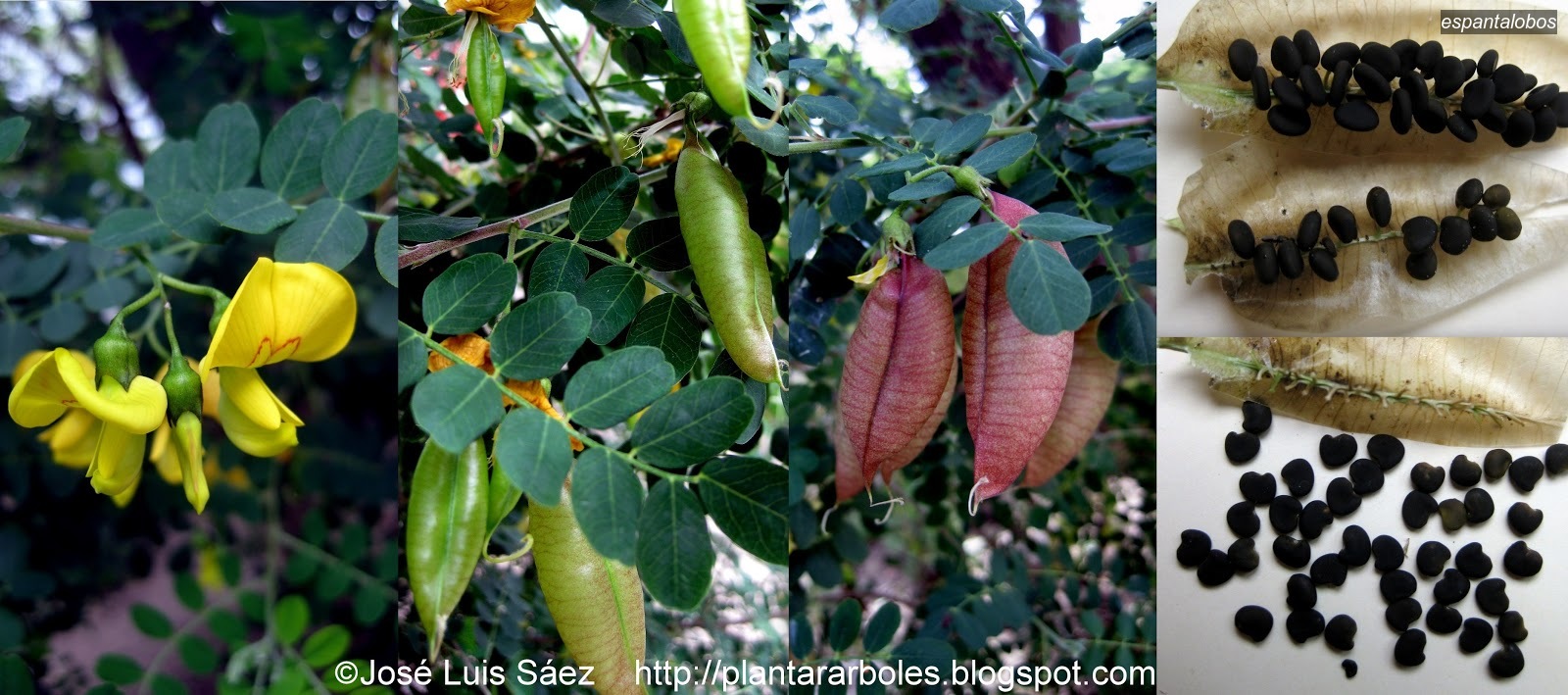 Espantalobos Colutea arborescens
