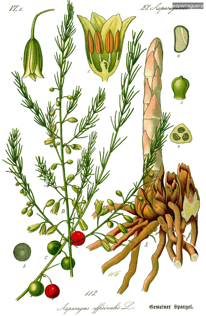 esparraguera0