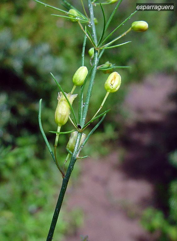 esparraguera1