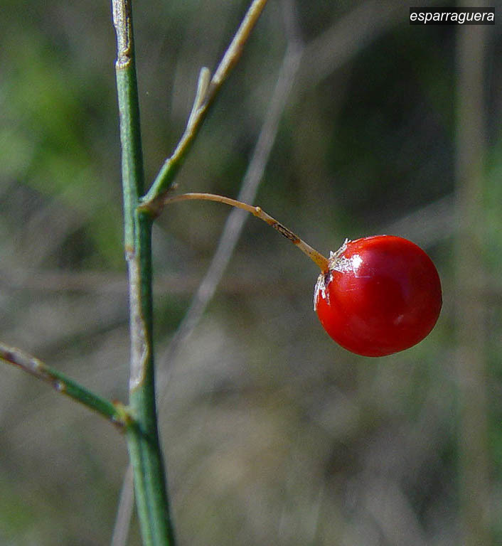 esparraguera3