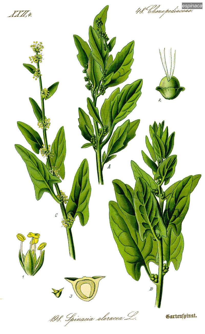 espinaca0