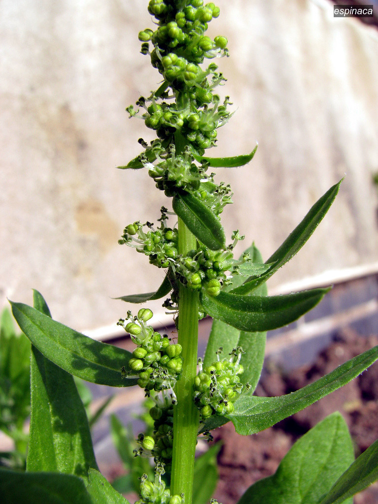 espinaca2