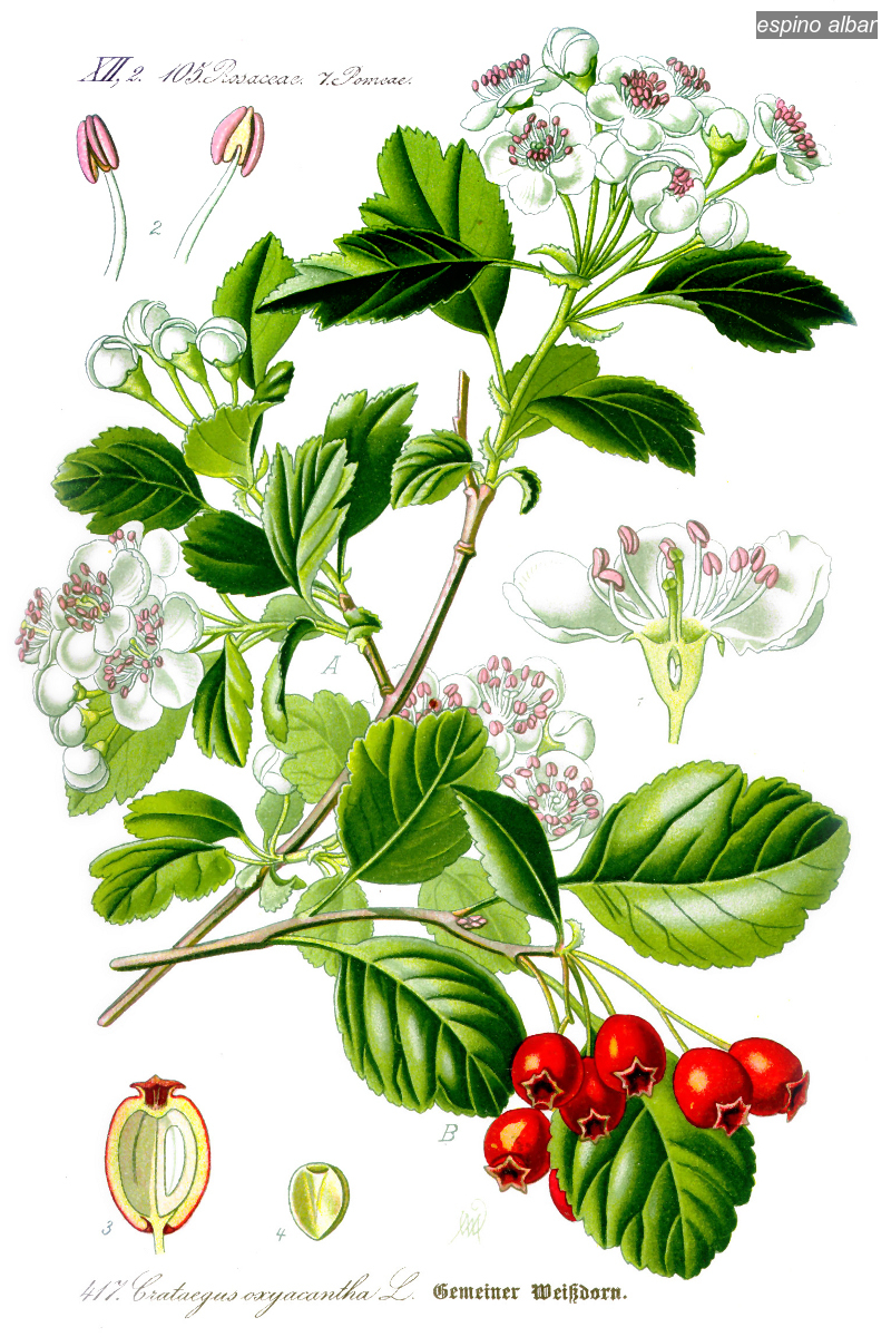 espino albar2