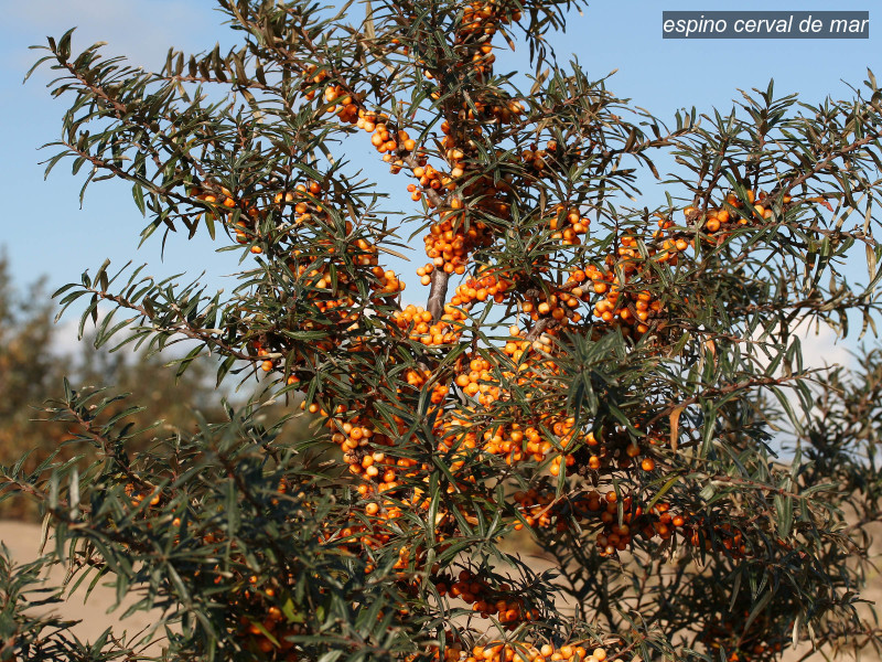 espino cerval de mar hippophae rhamnoides 02 5774