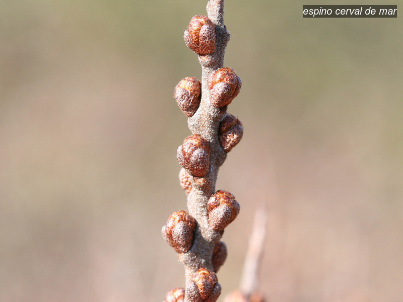espino cerval de mar hippophae rhamnoides 0566